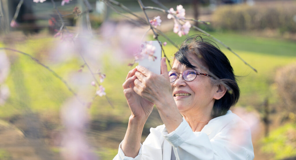 シニア女性が一人で桜の写真を撮る