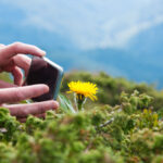 高地でスマートフォンで花を撮影
