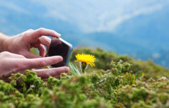 高地でスマートフォンで花を撮影