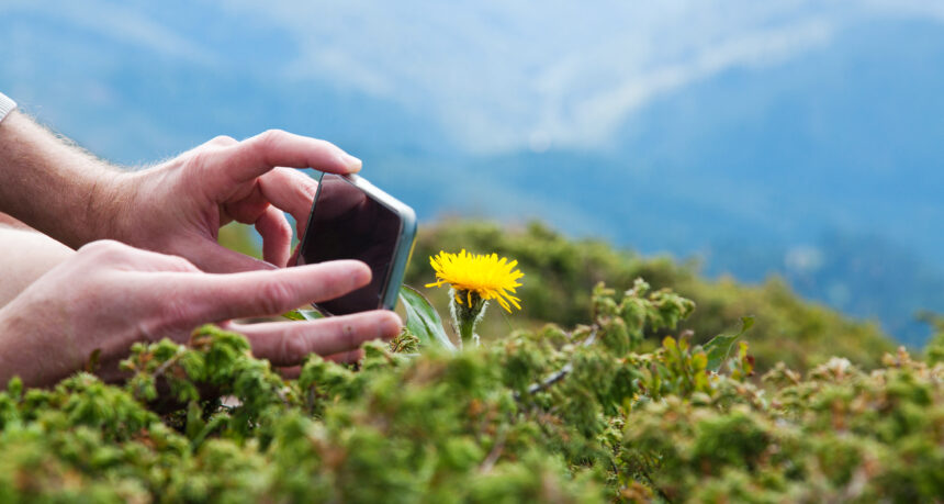 高地でスマートフォンで花を撮影